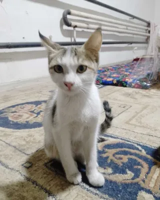 Домашние кошки в дар 1