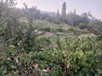 Yer maydoni uchastka,bog'dorchilik va dacha uchun qulay 1