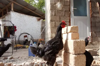Gigant qora shagzoda sotiladi 1