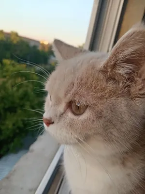 Отдаётся в дар кошка 1