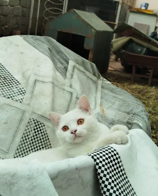 Котенок 8 месяцев британец 1