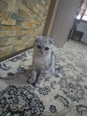 Кошка продажа Scottish Fold 1