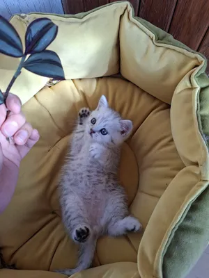 Alina Sych jinsiy aloqa Yetuk onlayn porno chat