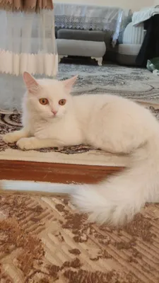 Mehribon qo‘llarga mushuklar 1