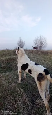 Алабай чисто кровь 1