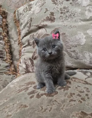 Чистокровные котята скоттиш-фолд 4