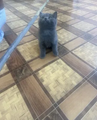 Котята продаются! 1