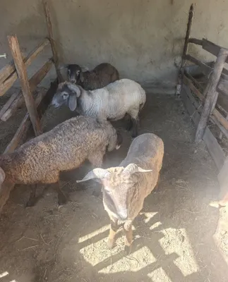 Продаём жеребят 1