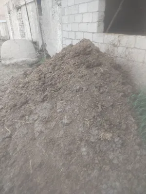 Продаётся чистокровный нури 1