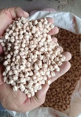 Гибридный горох (Амприка) продаётся 1