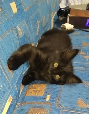 Uitni Teylor porno Soqolsiz porno video onlayn