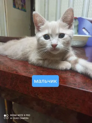 Срочно отдам котят в хорошие руки. 1