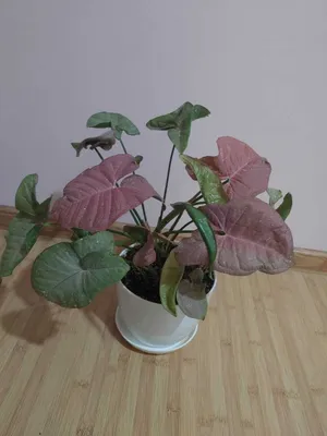 Продается Кротон Золотая Звезда