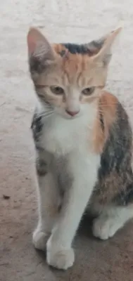 Mushukchalarni mehribon va g‘amxo‘r qo‘llarga beraman 1