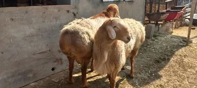 Продаются бараны 1