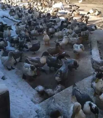 Продаются утки