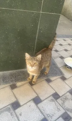 Бесплатно отдам домашних кошек 1