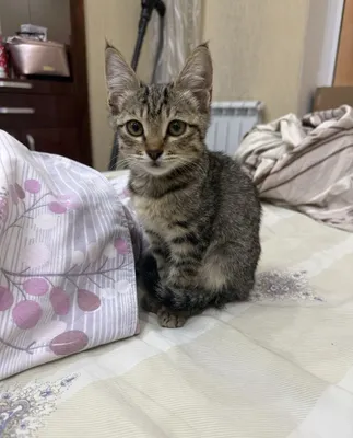Котёнок ищет дом 1