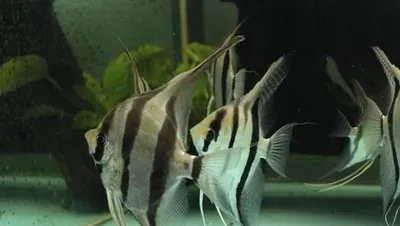 Altum skalyariyasi sotiladi