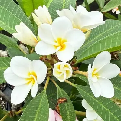 Tailand plumeriyasi 1