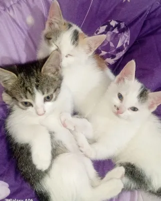Mushuk.Кошки .котята 1