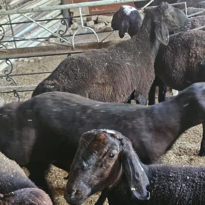 Qo'y sotiladi. 16ta bor. Uyda boqilgan sog'lom. Vitamin dorilarini olg 1