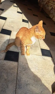 Отдам даром рыжего кота. 4-5 месяцев. Мальчик 1