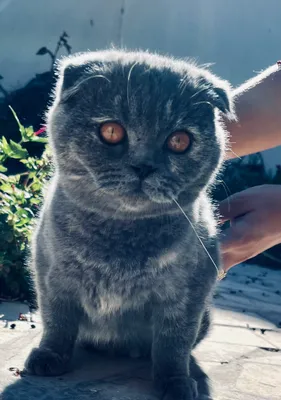 Шотландский вислоухий котенок (скоттиш-фолд) 1