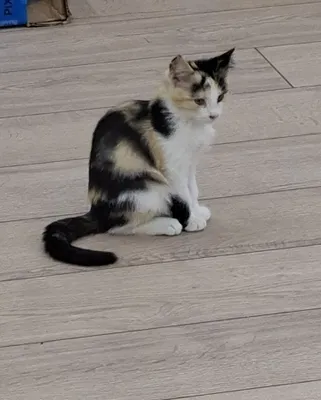 Котенок девочка трехцветная 1
