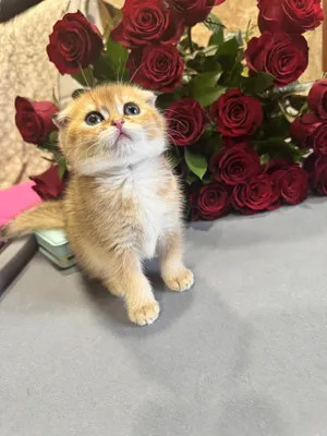 Продается скоттиш фолд. Золотая шиншилла 1