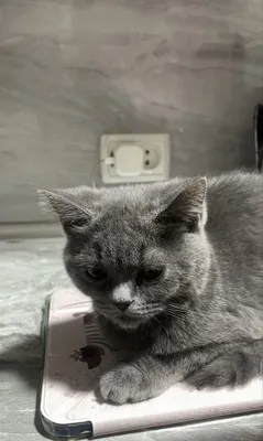 Кошка скотиш фолд 1