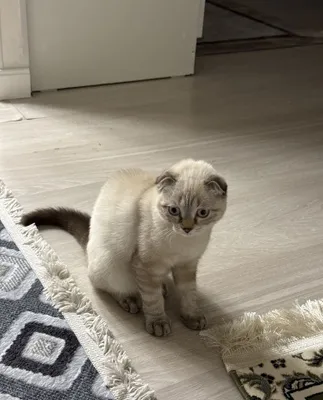Чистокровная шиншилла, котёнок, 5 месяцев