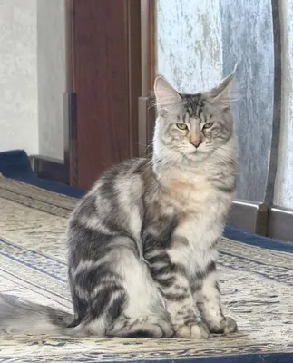 Sof zotli Meyn-kun 1