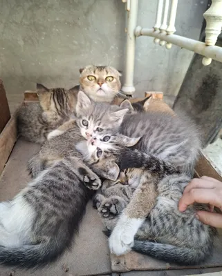 Здоровые котята отдаются бесплатно 1