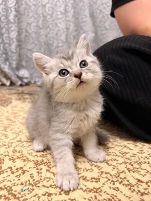 Серебристый шиншила & скотиш страйт 1