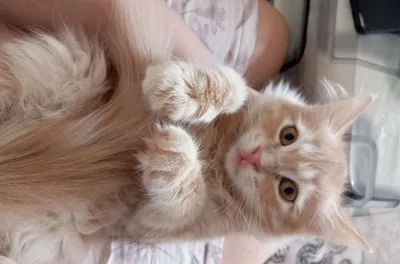 Сибирские котьята 1
