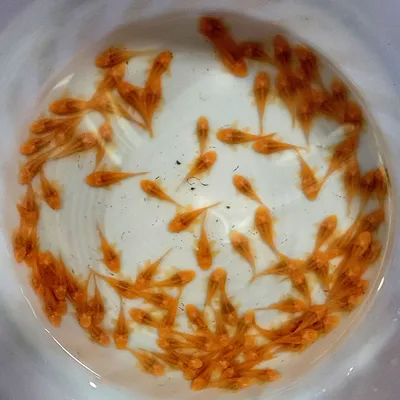 antsistrus tozalovchilar