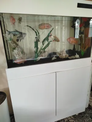 Продаётся аквариум с рыбками 1