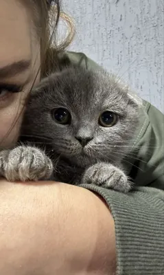 Продаётся трёхмесячный скоттиш-фолд 1