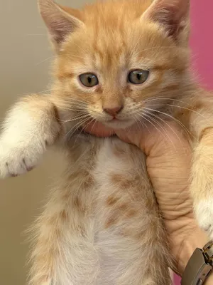 котята даром в добрые руки 1