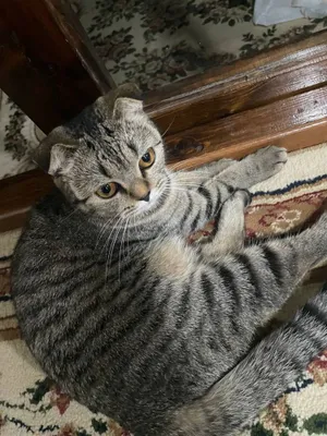 Продаются шотландские вислоухие кошки, 1 год 1