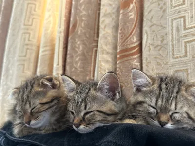 Продается котят 1