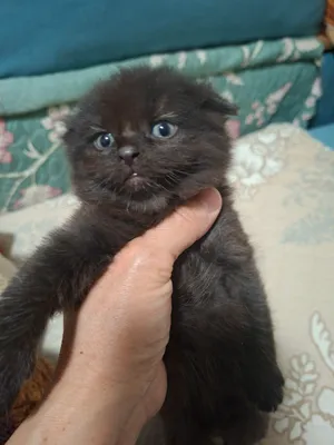 котята 1