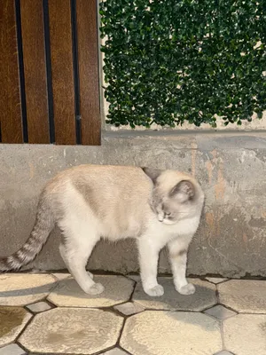 Кошка 1