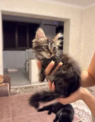 Продаётся котёнок 1