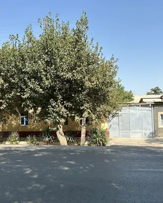 Termiz shahar markazidan xovli uy sotiladi. Продается дом в Термезе. 1