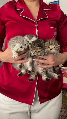 Продаётся котята 1
