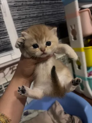 Котёнок 1