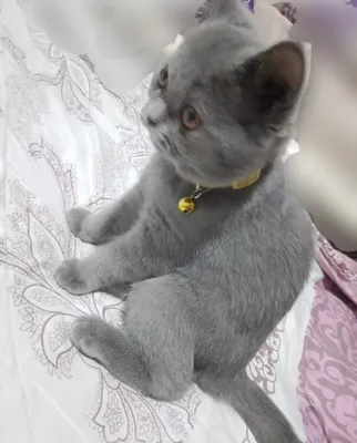 Британская короткошёрстная 1