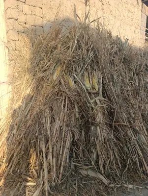 Makkayi poya va silos sotiladi 1